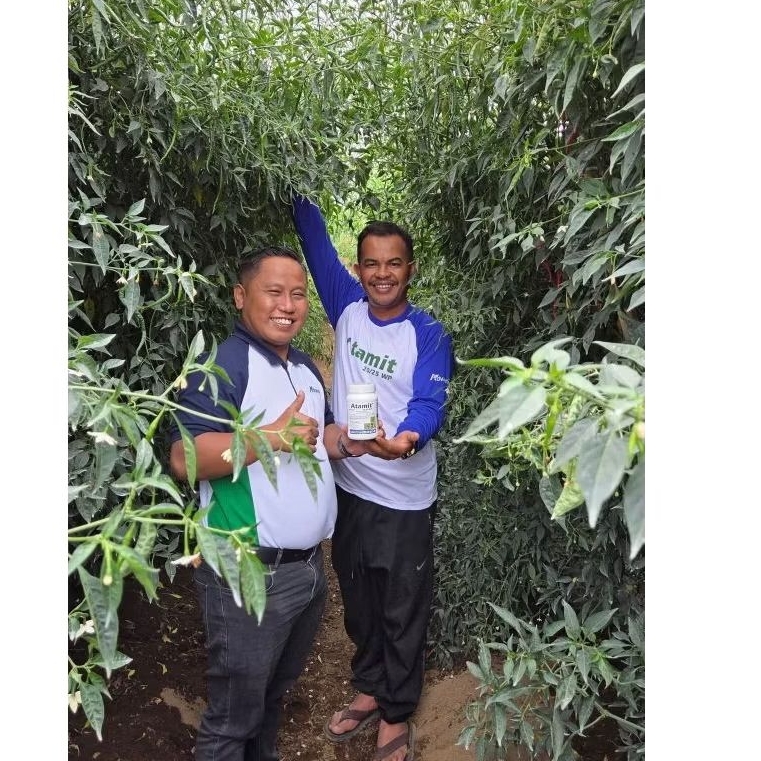 Terlaris Paket hemat 6 bungkus benih cmk unggul buah lebat mudah diurus