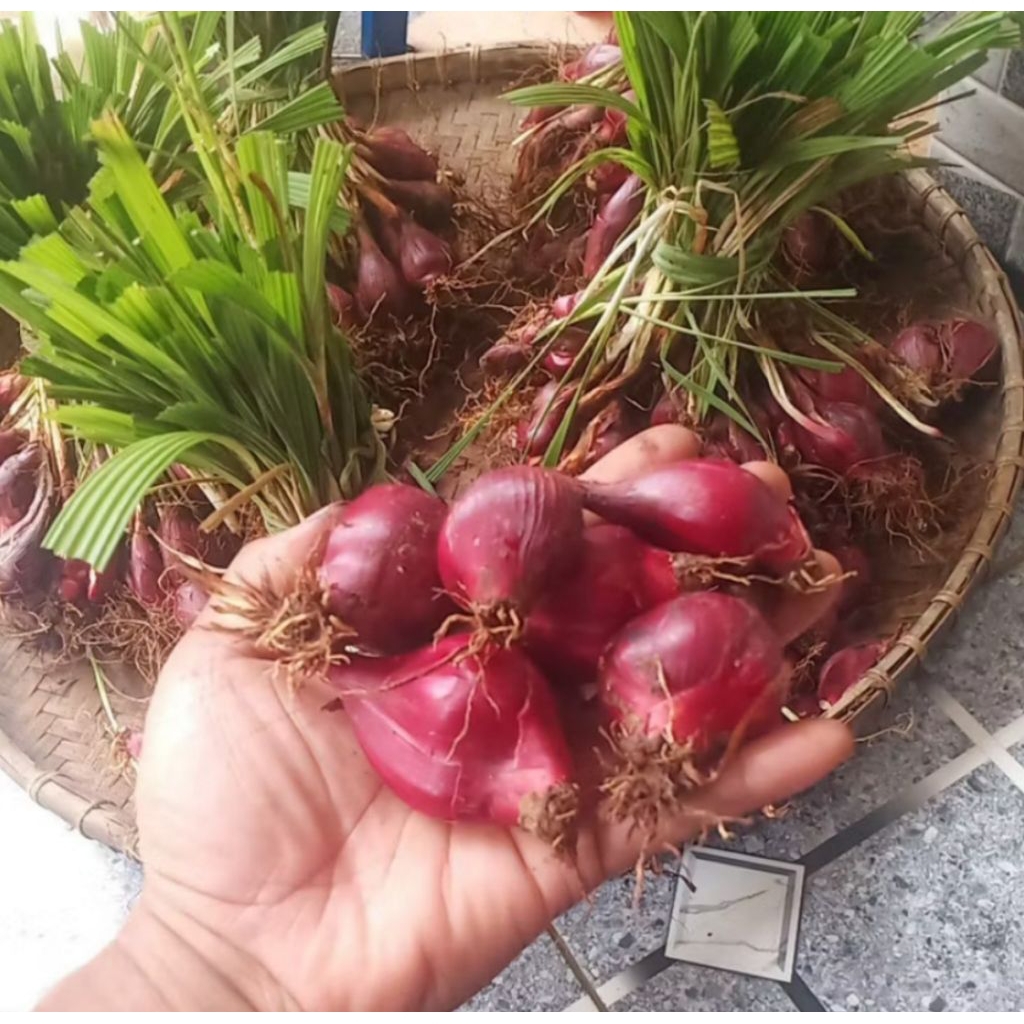 bawang dayak segar 1kg