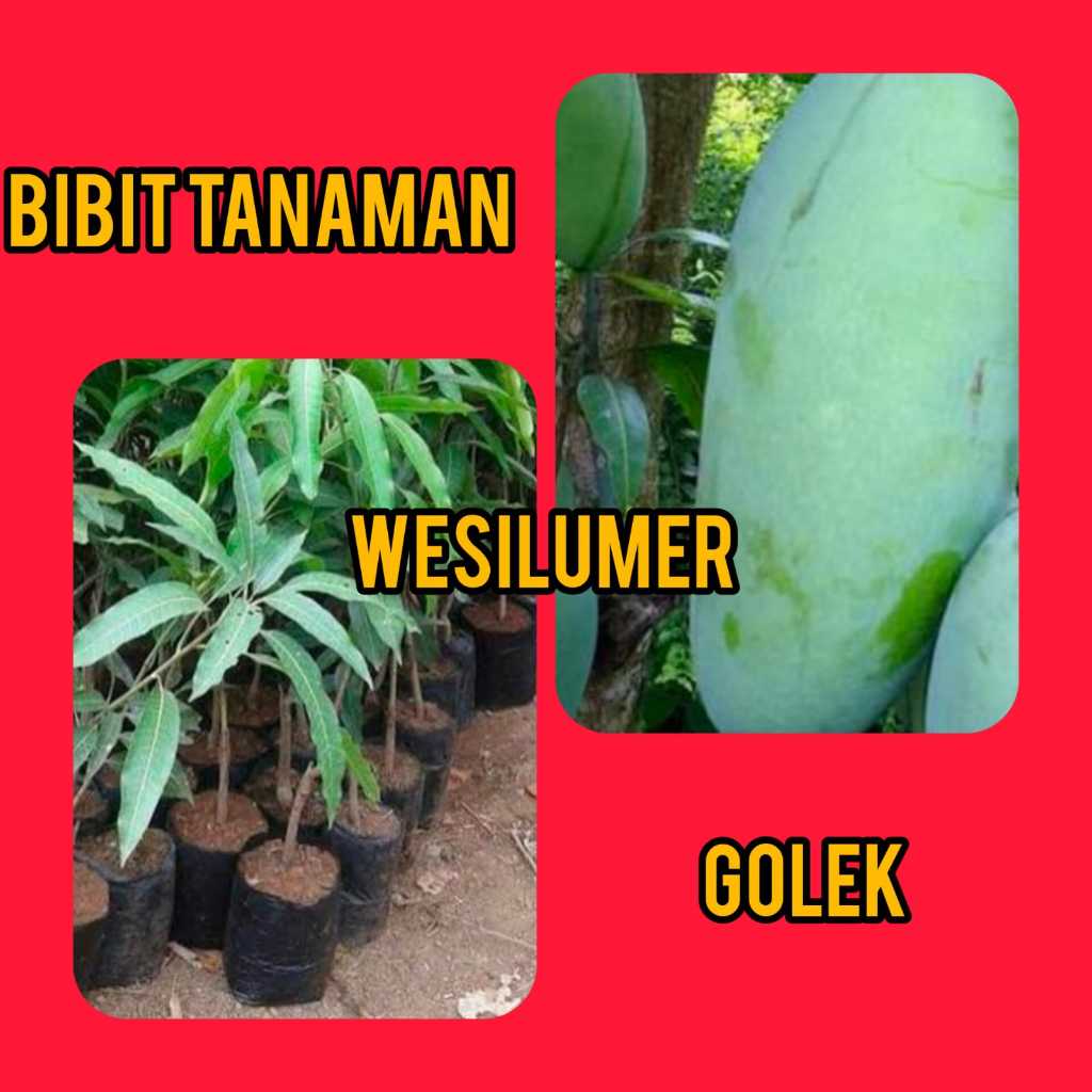 Bibit Mangga Golek / Golek Lokal