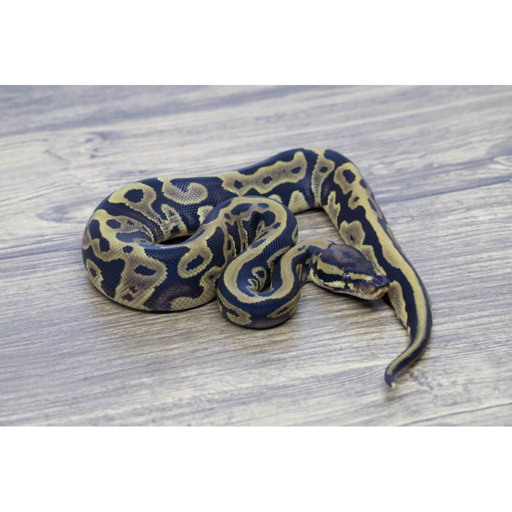 Ballpython Leopard Het Pied Poss Het Clown Female