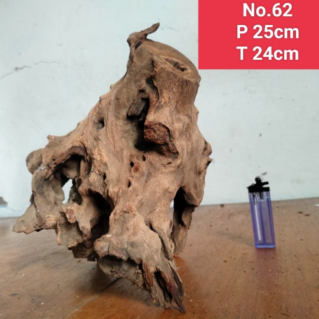 bonggol santigi laut kayu santigi aquascape aquarium 62