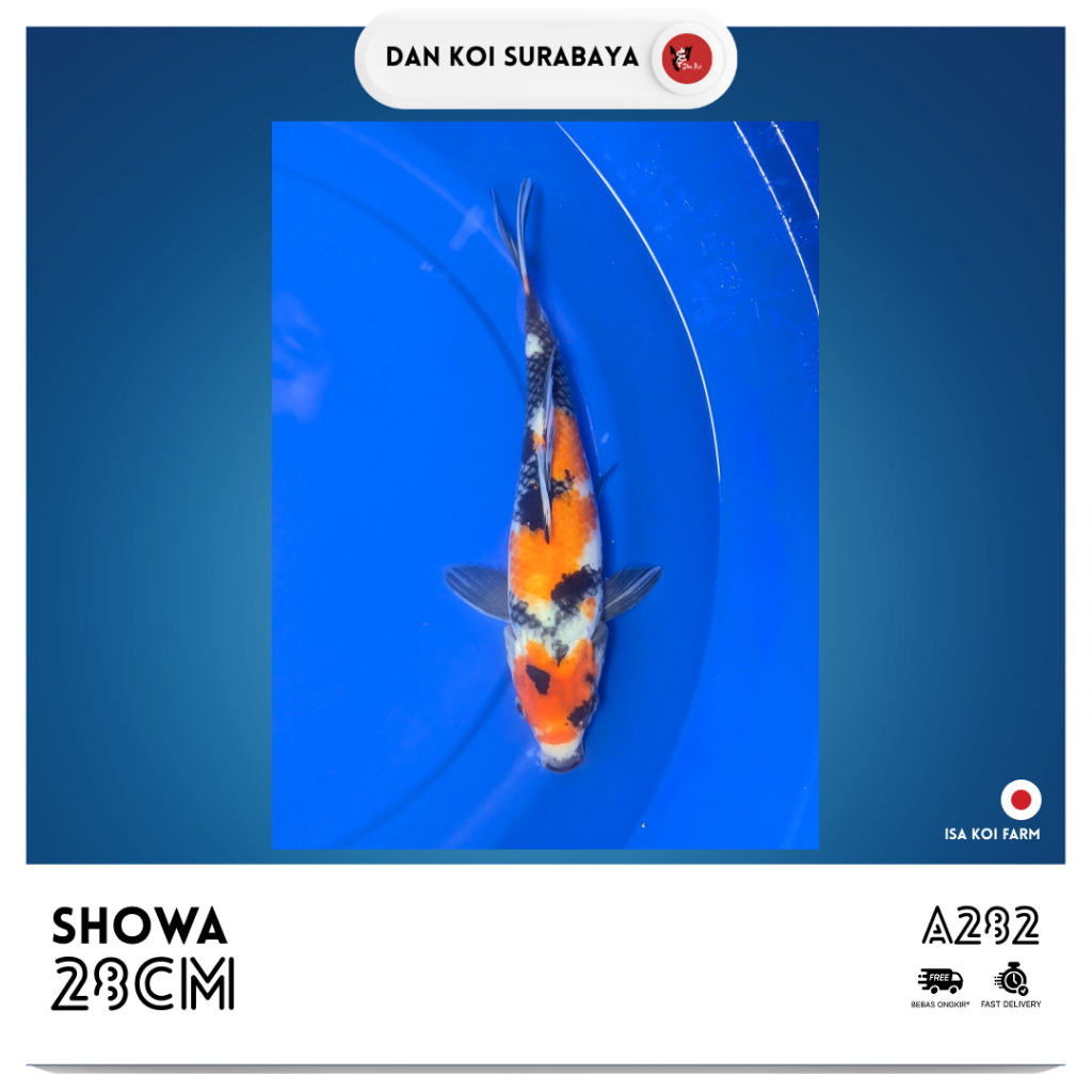 Ikan Koi Import Showa (Isa Koi Farm) Kode A282