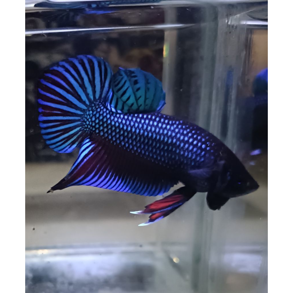 promo wild Betta mahachai spade tail real pict