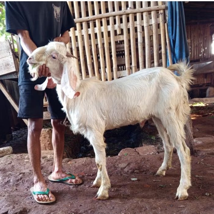 kambing jantan aqiqah/qurban