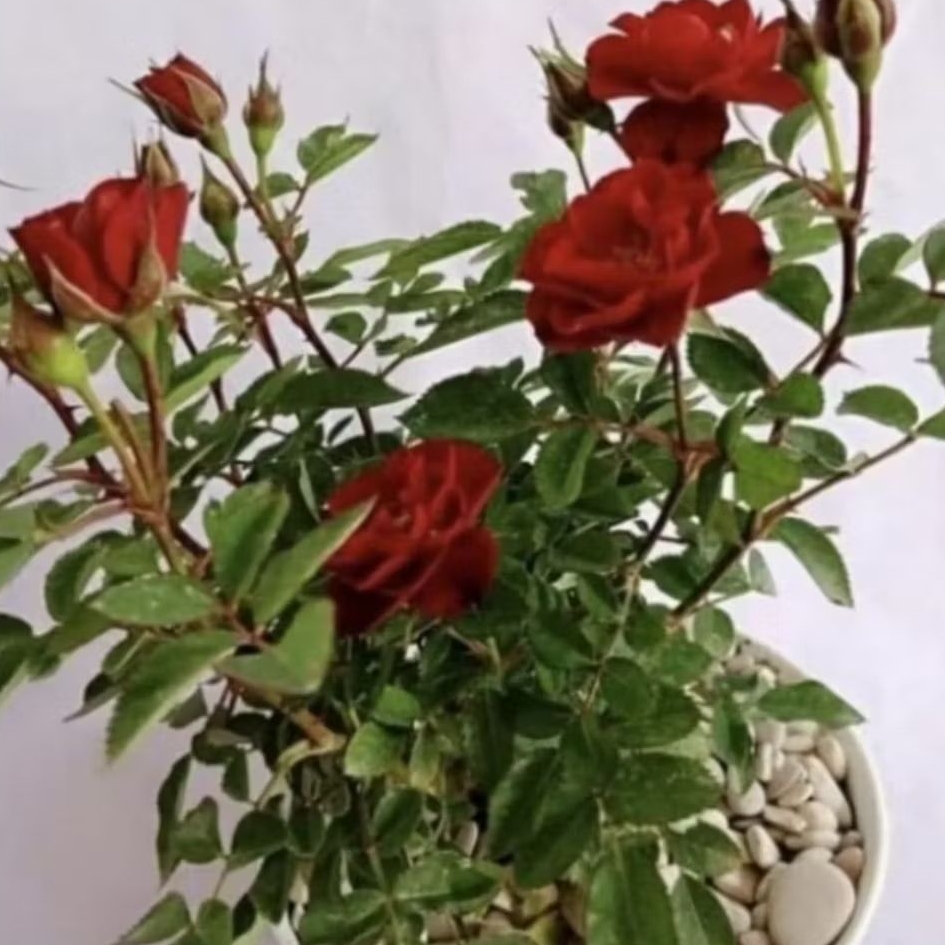 Pohon Mawar Bunga Merah Baby Tanaman Mawar