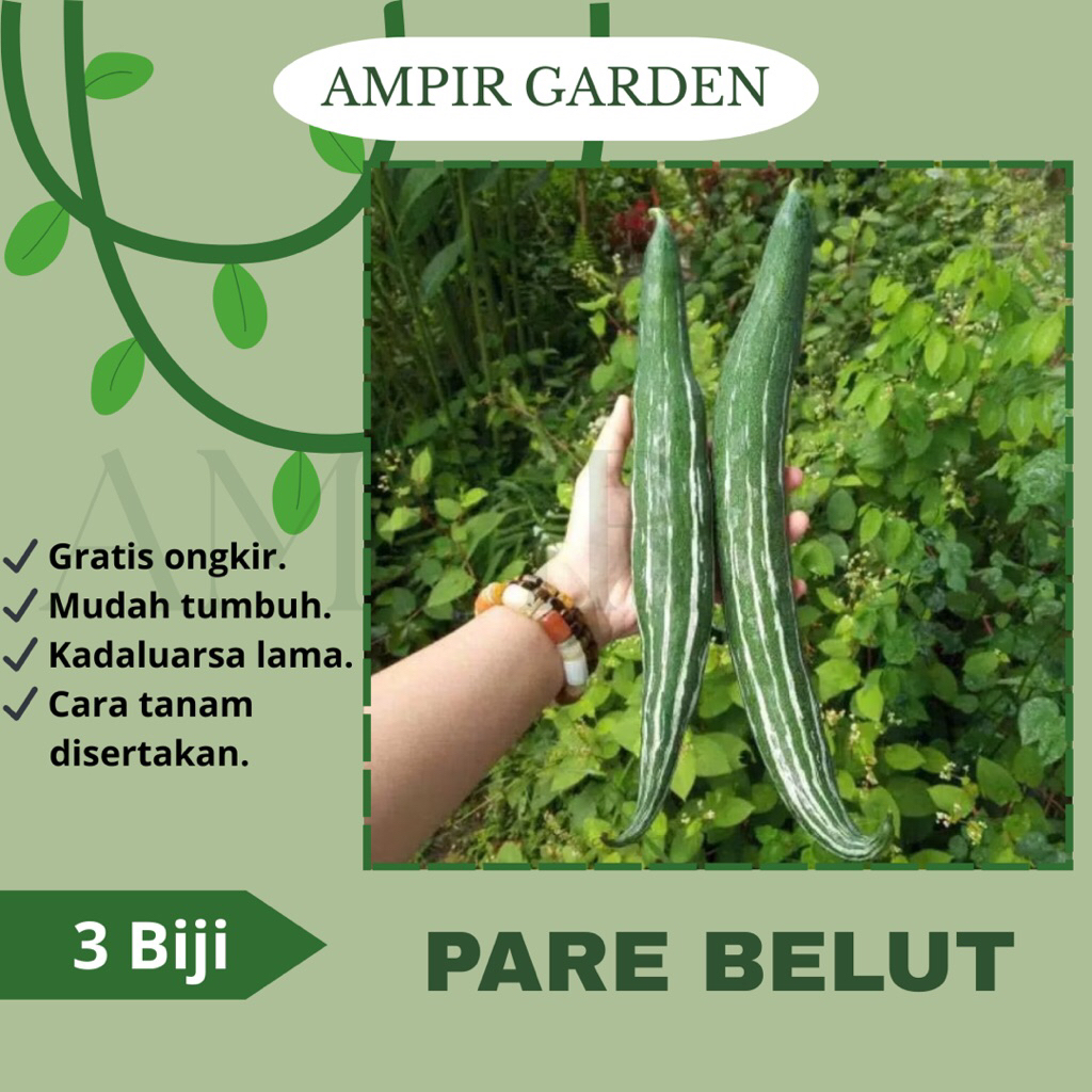 3 Biji Benih PARE BELUT Paria Panjang / Bibit Benih Tanaman Sayur Sayuran Pare Hijau Panjang / Pare 