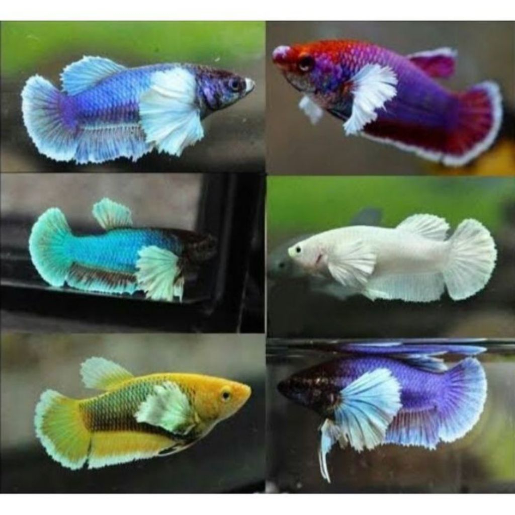 Ikan Cupang Plakat Dumbo Ear Murah