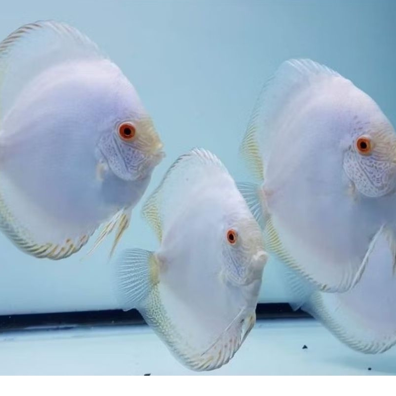 Discus White Butterfly ikan hias aquascape / hiasan aquarium
