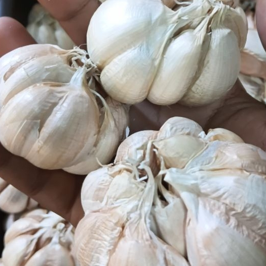 bawang putih1kg
