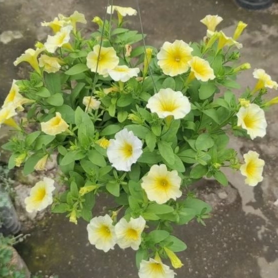 Tanaman Gantung Petunia indoor Outdoor