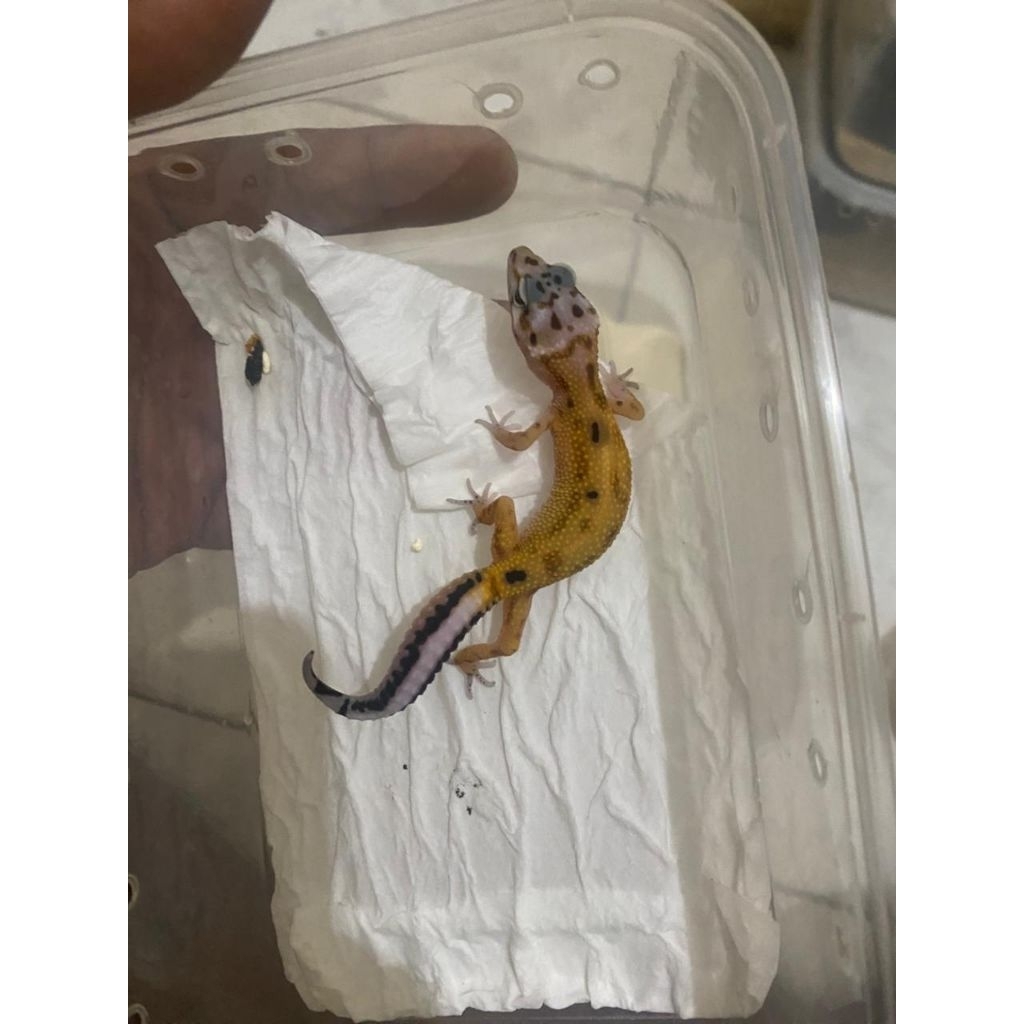 MAINAN ANAK GECKO LEOPARD RANDOM MORPH