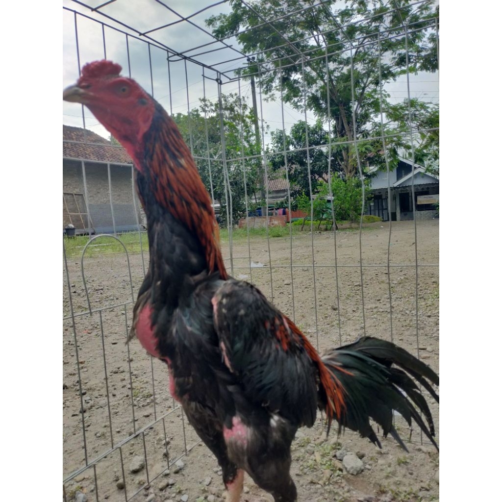 teknik oke ayam Jantan Bangkok  pukul kepala