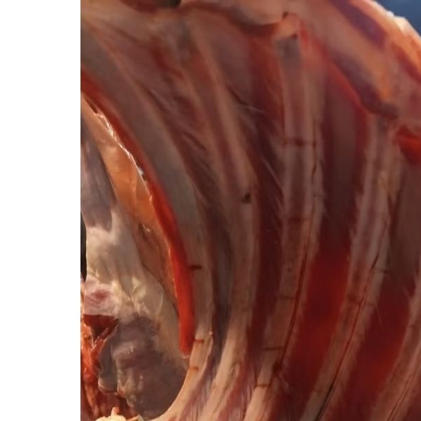 daging kambing plus tulang 1kg langsung dari pasar anyar bogor