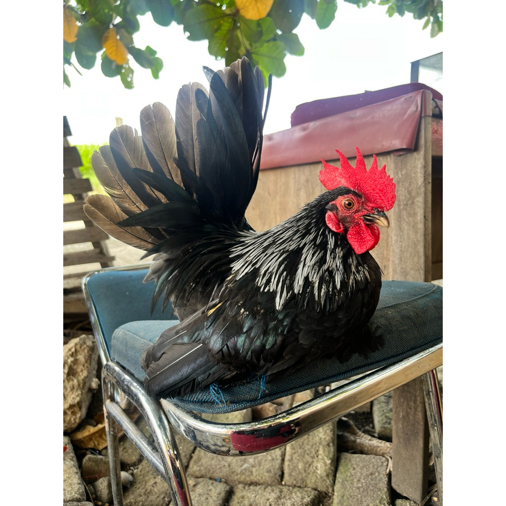 Ayam Kate Jantan Ceper