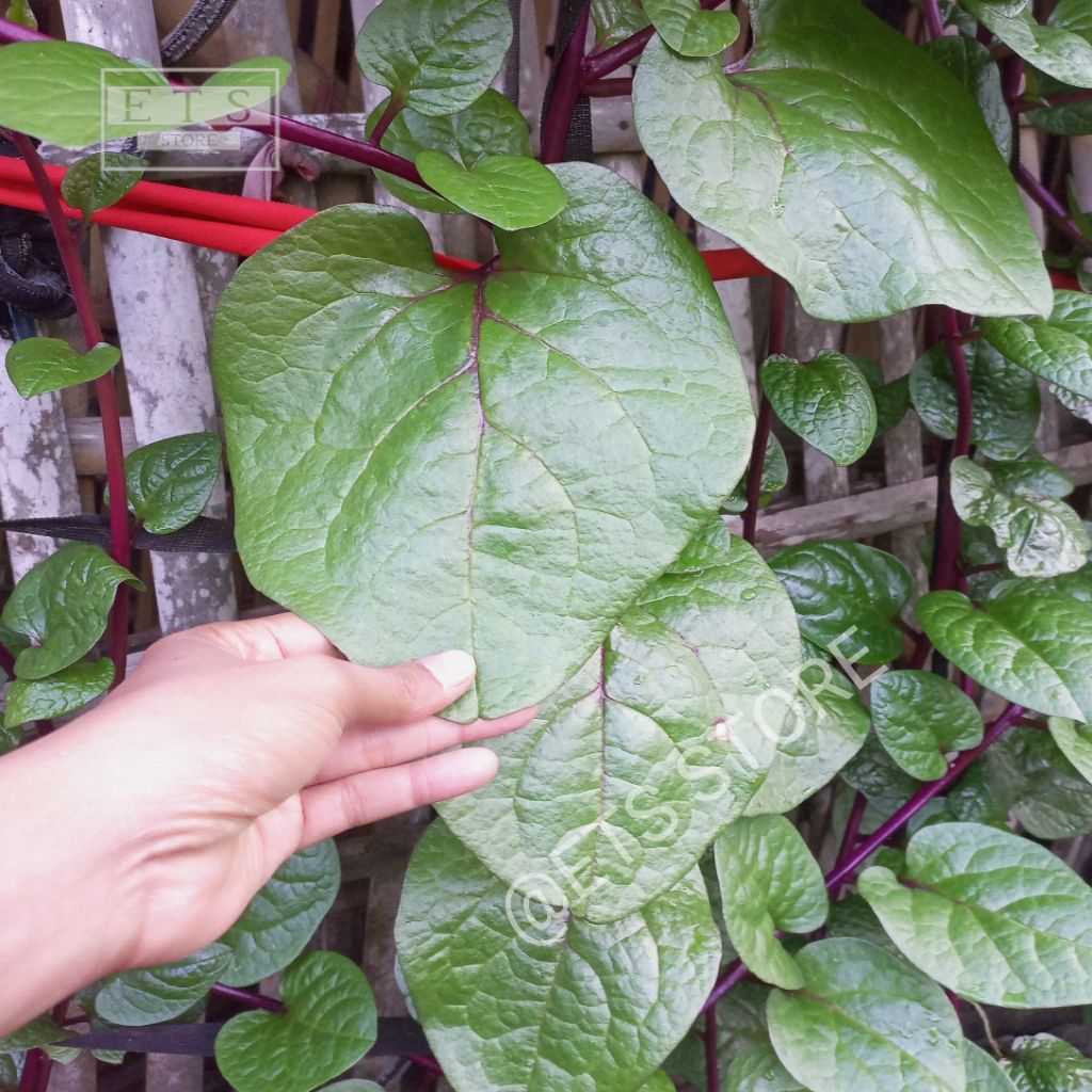 BUAH BINAHONG MERAH SEGAR 200 BIJI BUAH ANGKUNG