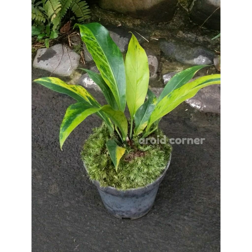 Anthurium Plowmanii 'Wafe Of Love' Variegata Anturium Gelombang Cinta Varigata Real Picture