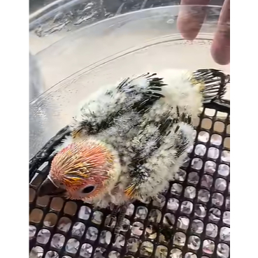 Split Sun Conure