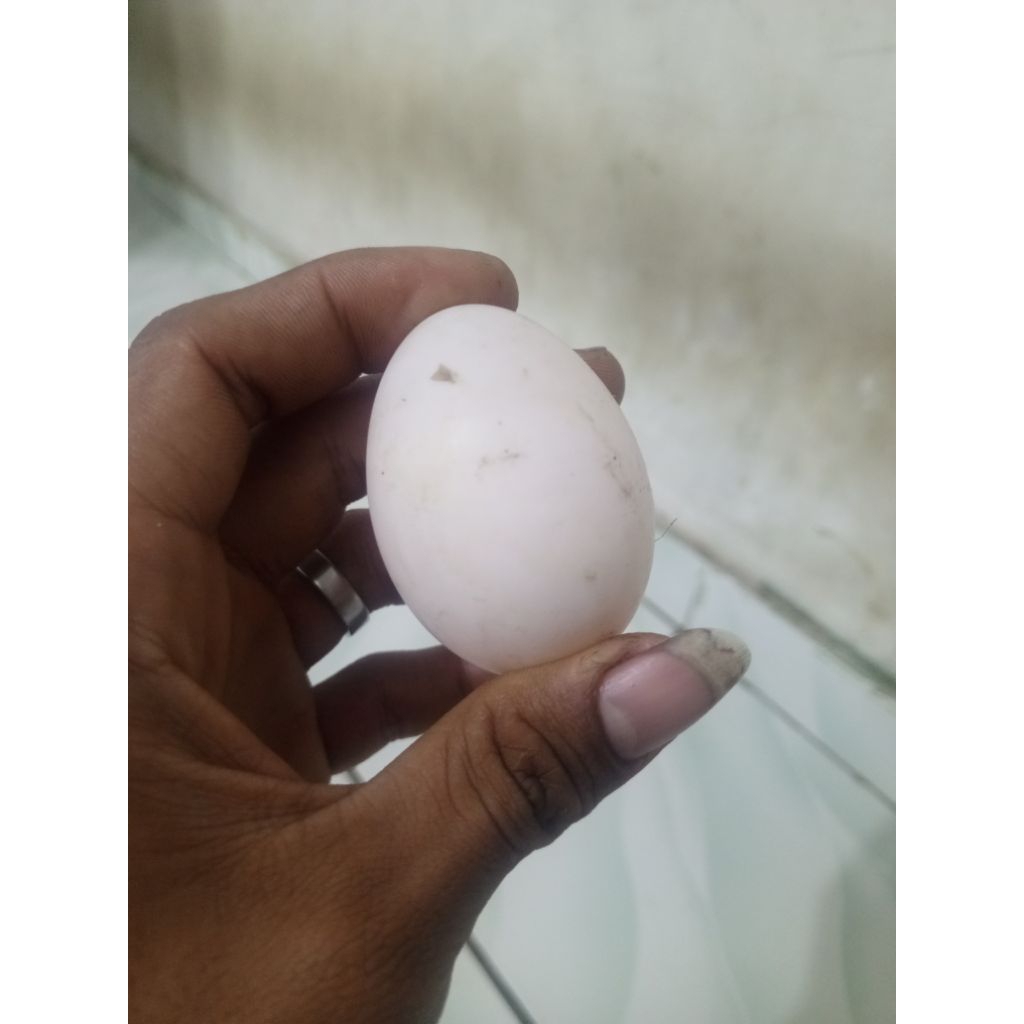 telur bebek fertil 90%