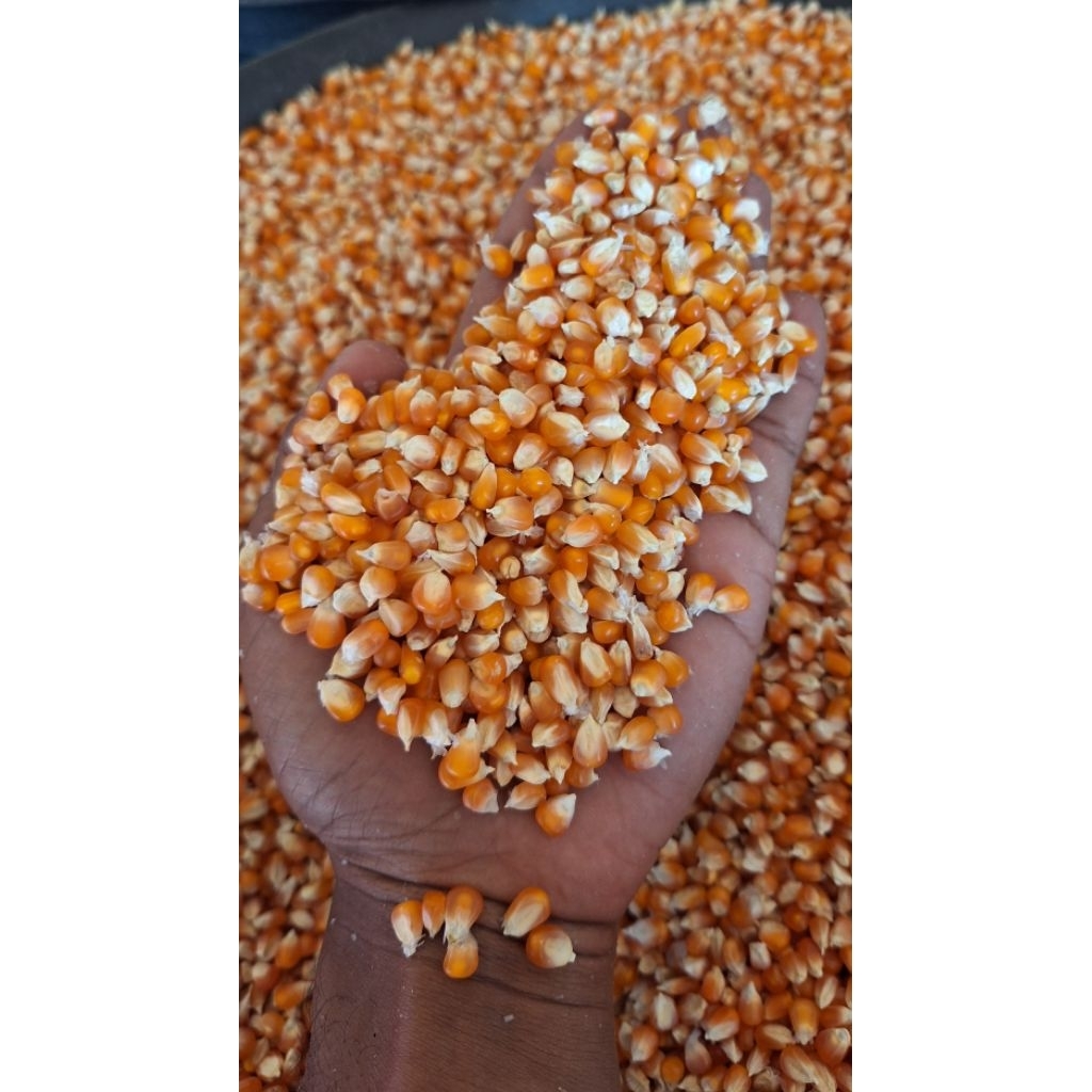 JAGUNG MADURA |pakan burung dara|pakan merpati|pakan ayam|benih 25 kg