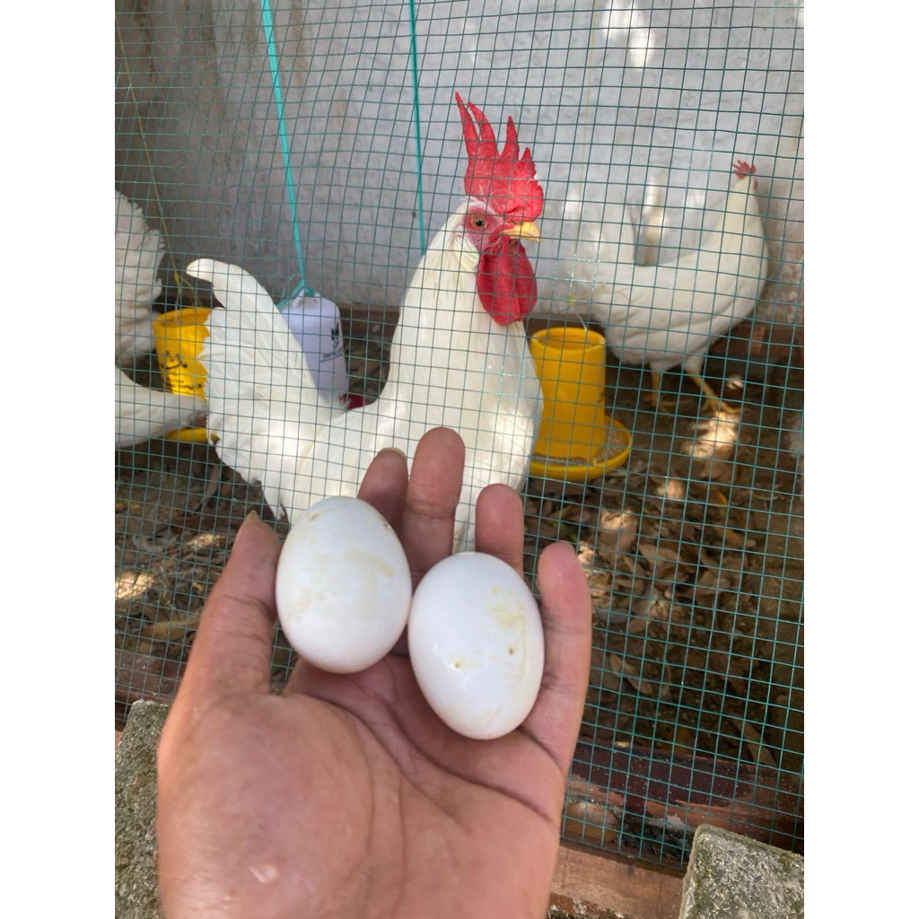 Garansi Jika Tidak Fertil | Telur Tetas White Leghorn | Telur Fertil White Leghorn | Telur White Leg