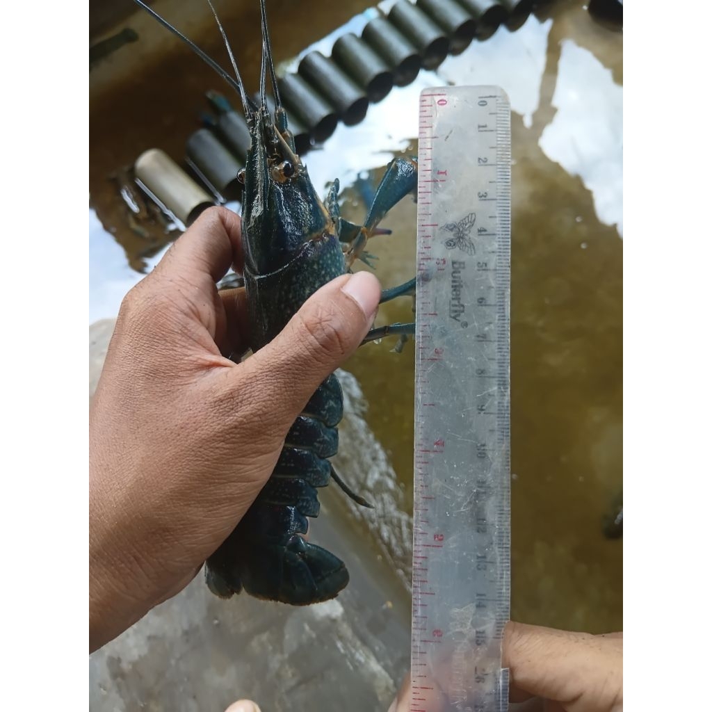 indukan Lobster air tawar 6 inch super