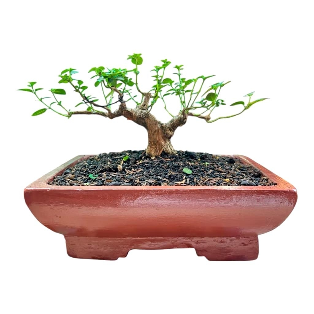 Pot Bonsai Semen Bentuk Kotak dan Bulat Pot Semen Homemade