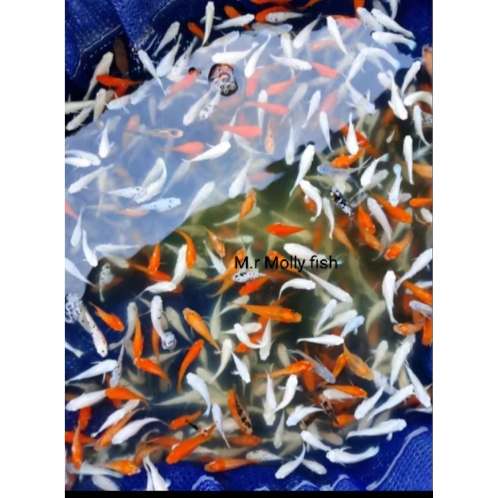 PAKAN PREDATOR IKAN MOLLY ( PAKET 100 EKOR)