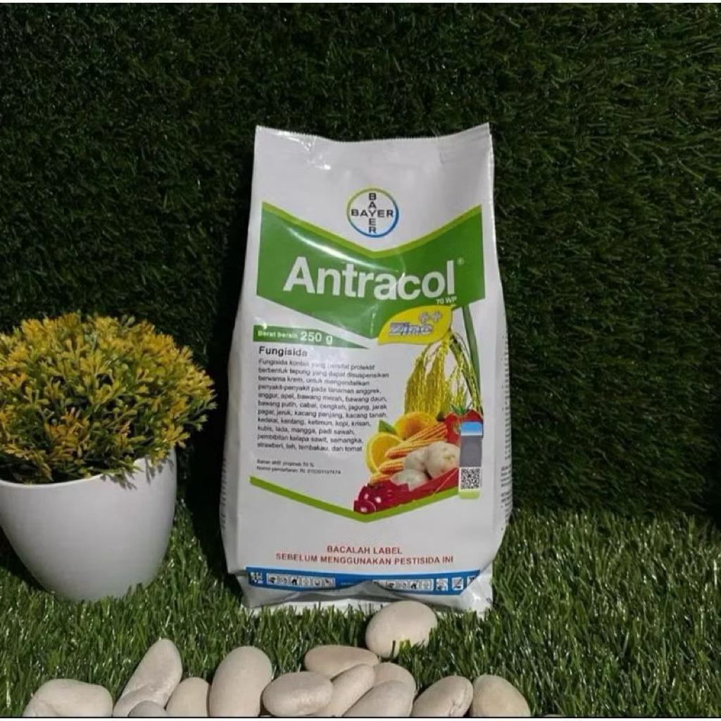 ANTRACOL 250 GRAM Fungisida