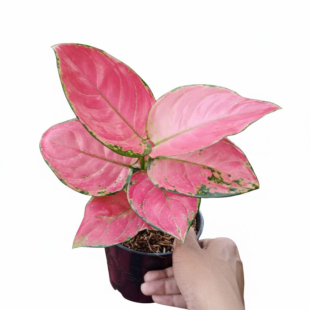 Aglaonema pink catrina bibit tanaman aglaonema pink catrina