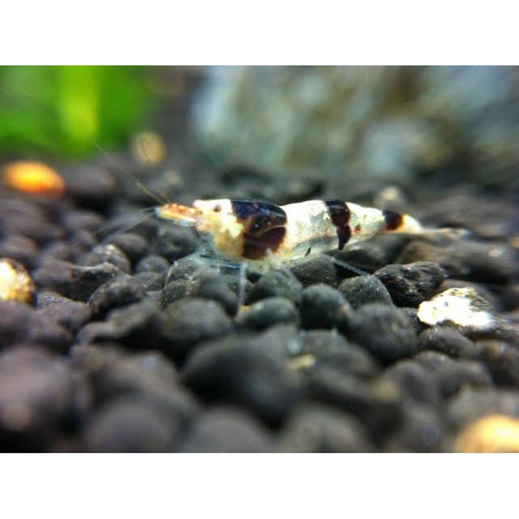 mamboo bee shrimp Sulawesi, udang hias sulawesi cocok untuk aquascape