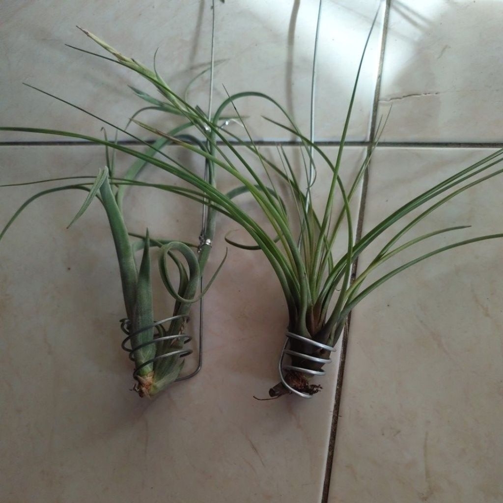 tanaman hias tillandsia paket murah