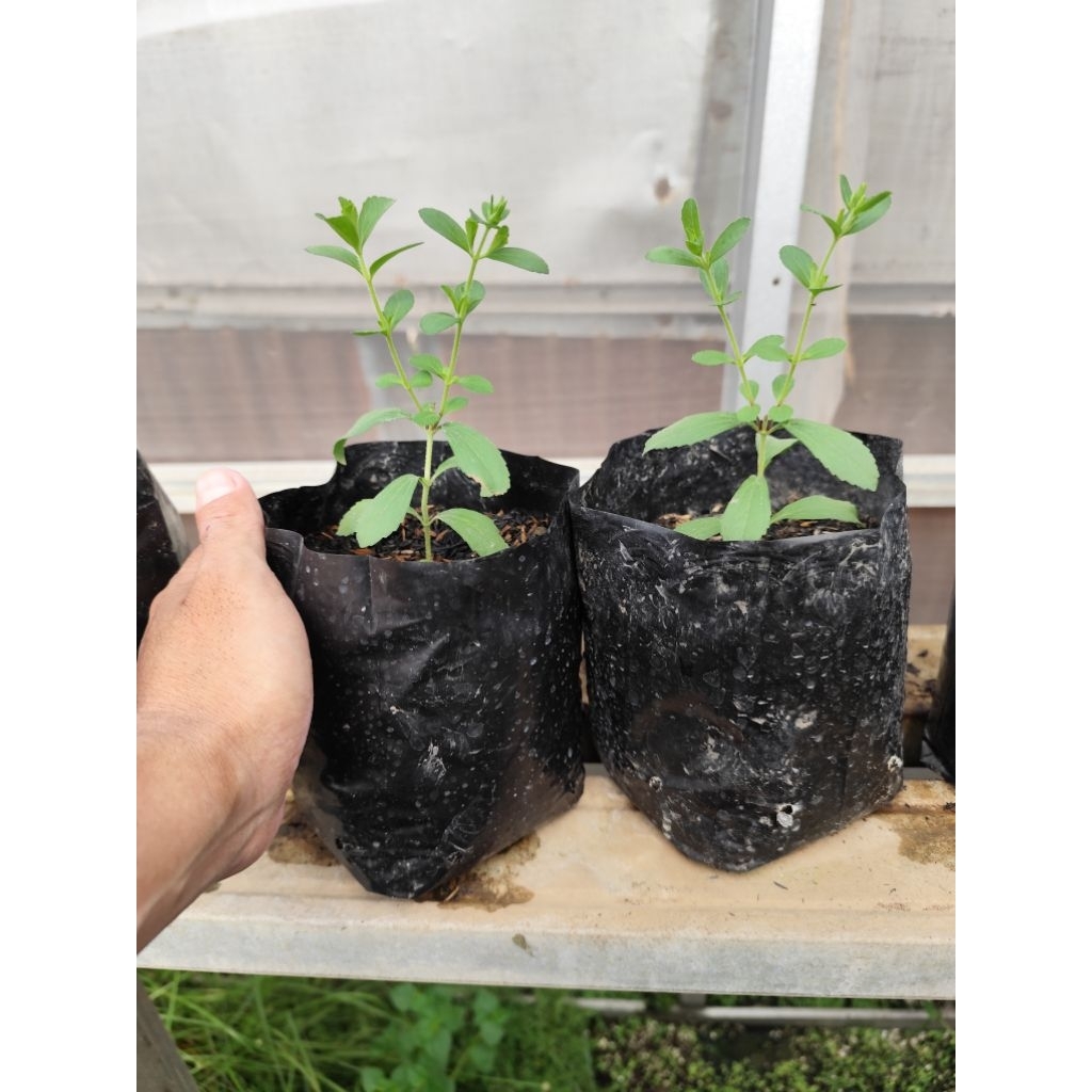 Tanaman Stevia