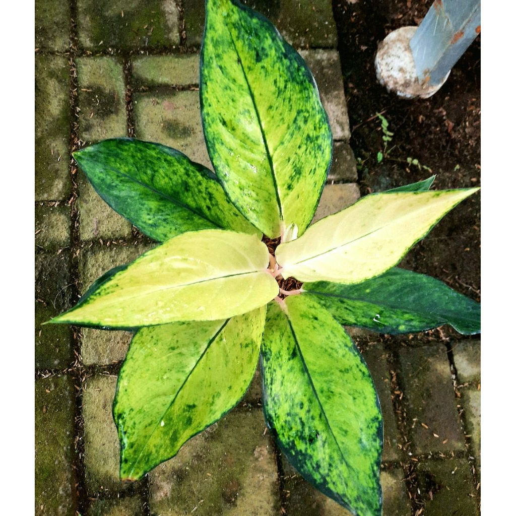 Aglonema kochin Sunrise