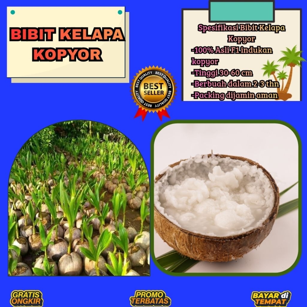 DIJAMIN ASLI  Pohon Kelapa Kopyor Kultur Jaringan, Pohon Kelapa Kopyor Madu