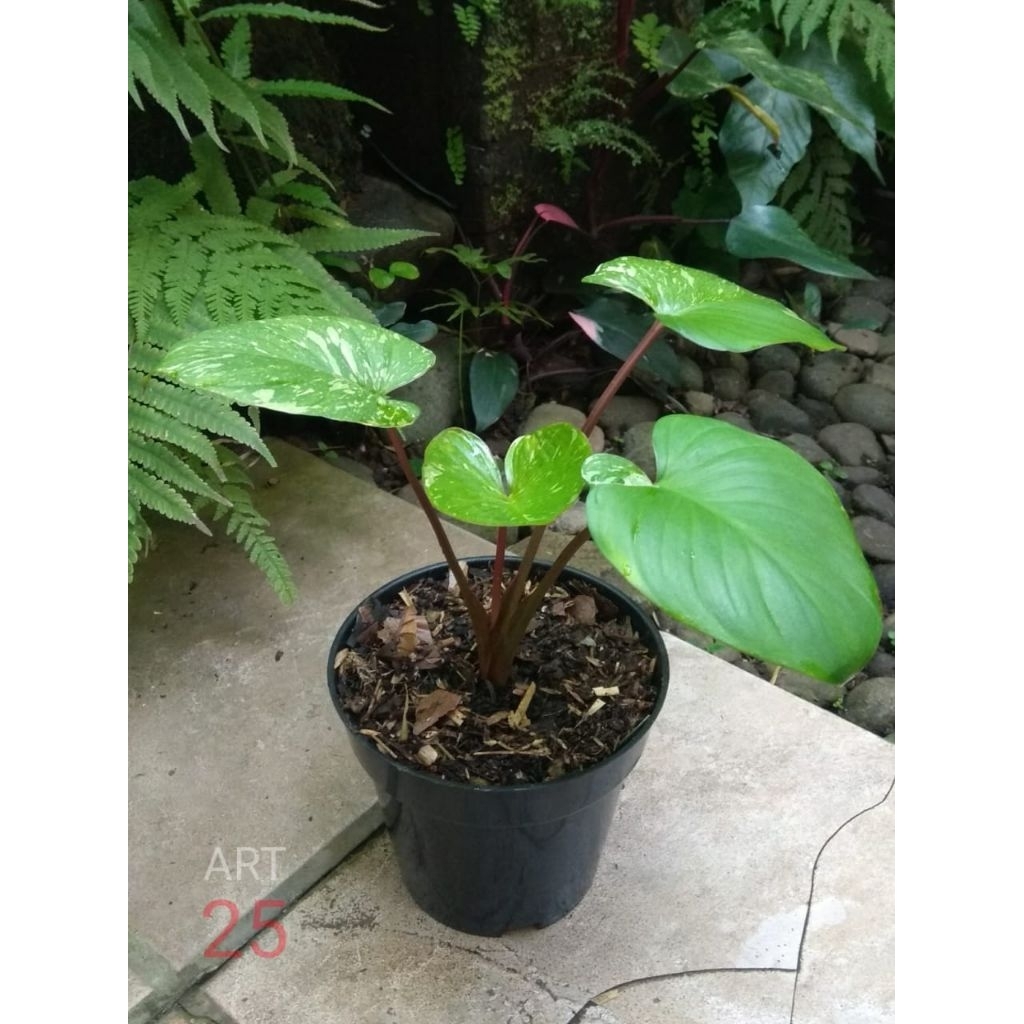 Homalomena Rubescens 'Stardust' Variegata Homa Varigata Sesuai Foto