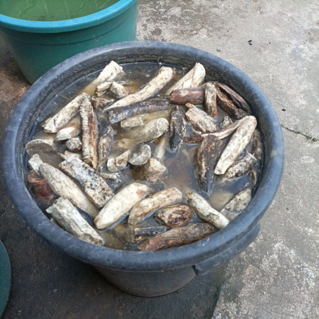 Gatot Gaplek sudah Gombangan