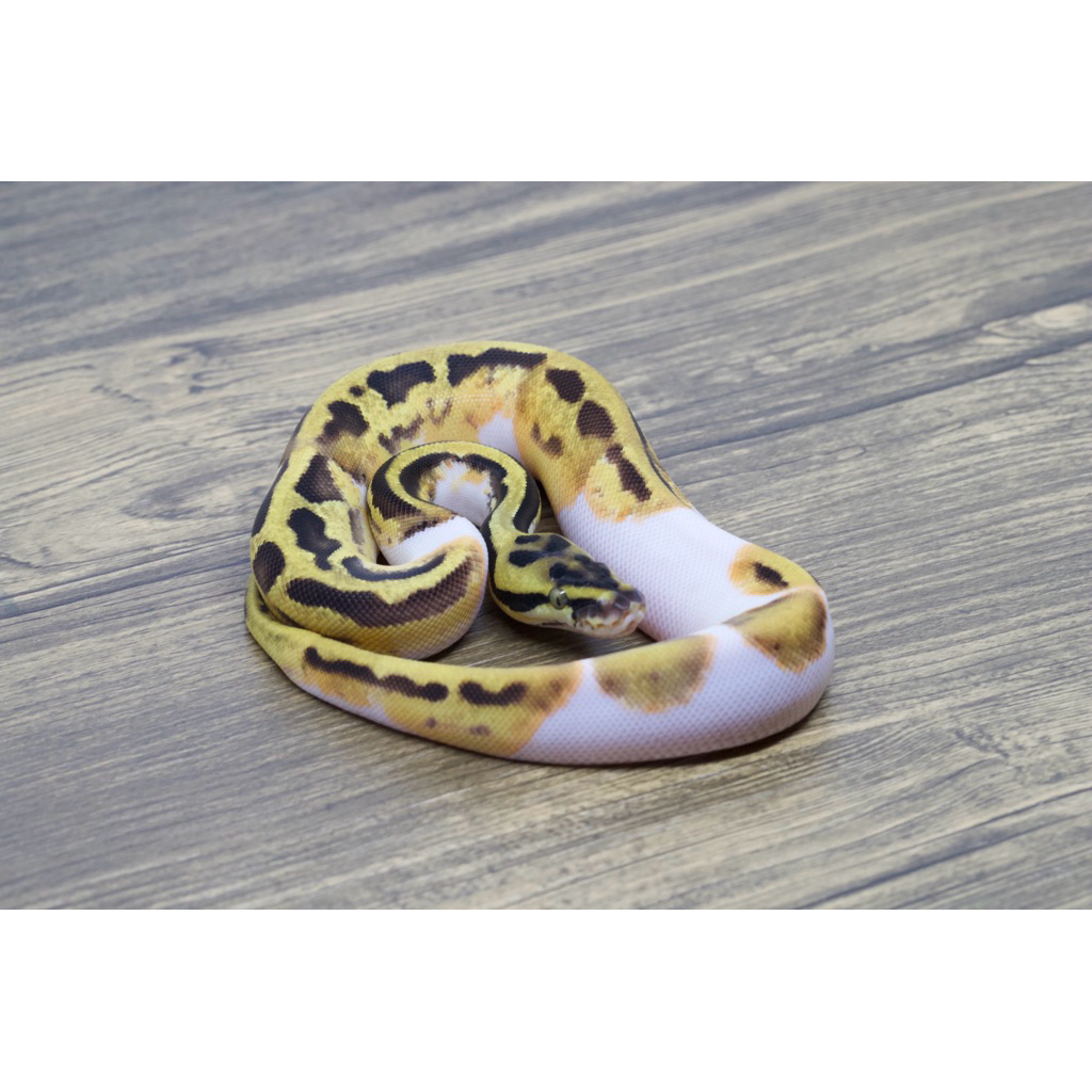 Ballpython Orange Dream Leopard Pied Poss Het Clown Male