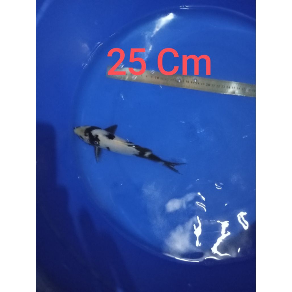 Koi Blitar jenis sHirO