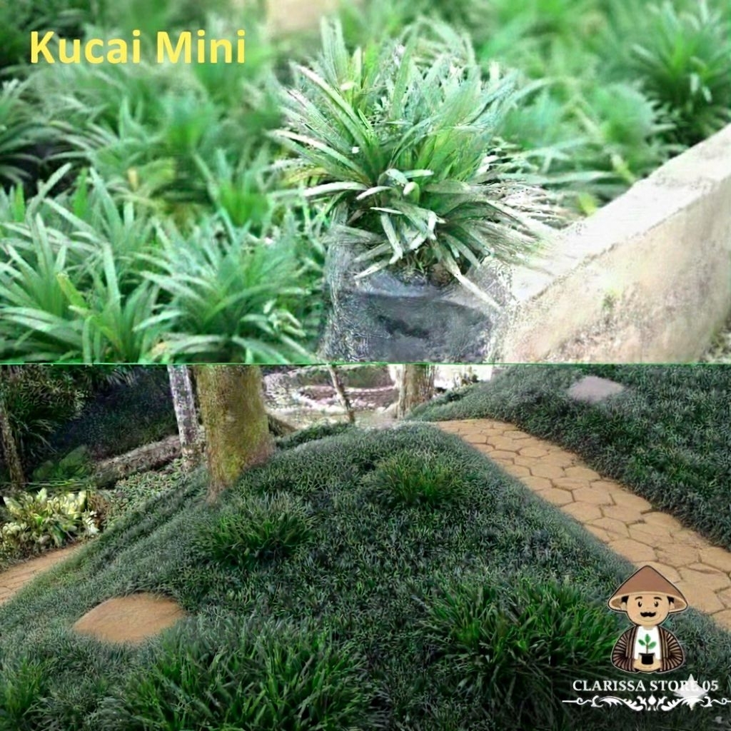 Tanaman Hias Kucai Mini - Bibit Tanaman pengganti rumput