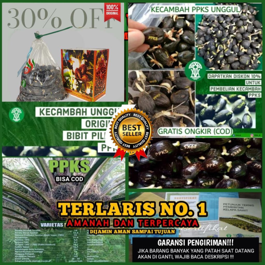 BISA COD kecambah sawit PPKS Medan PREMIUM