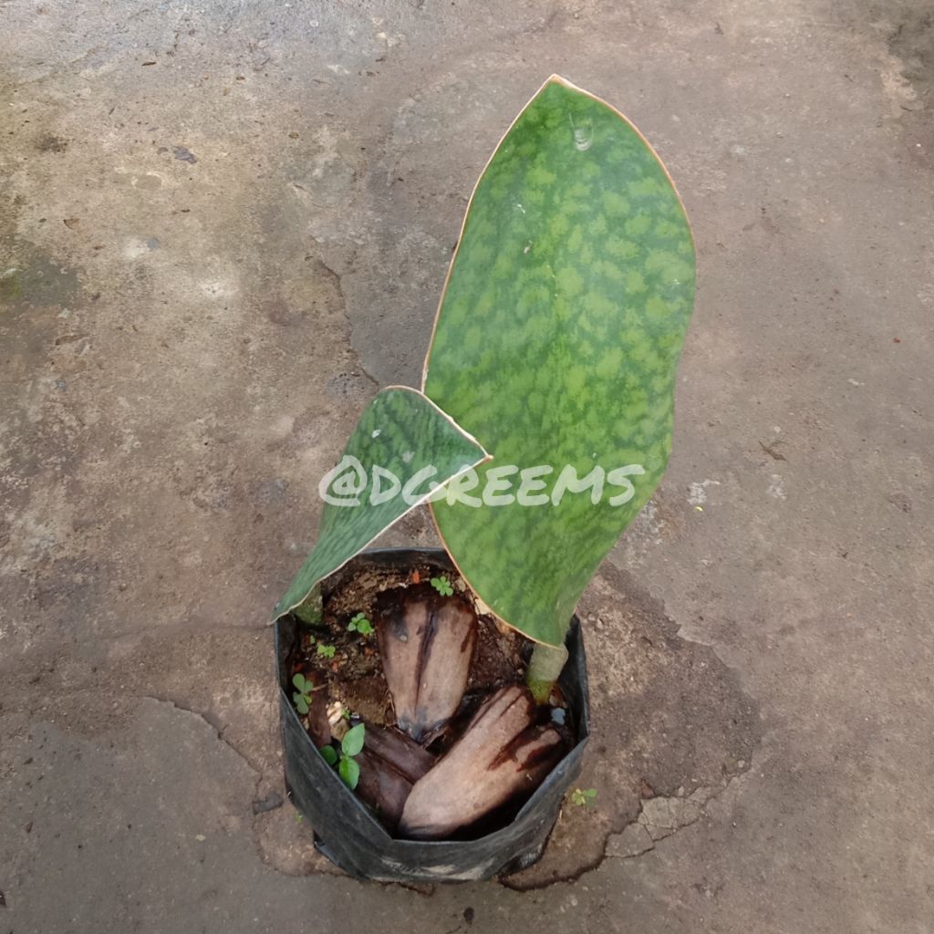 Lidah Mertua Centong Tanaman Hias