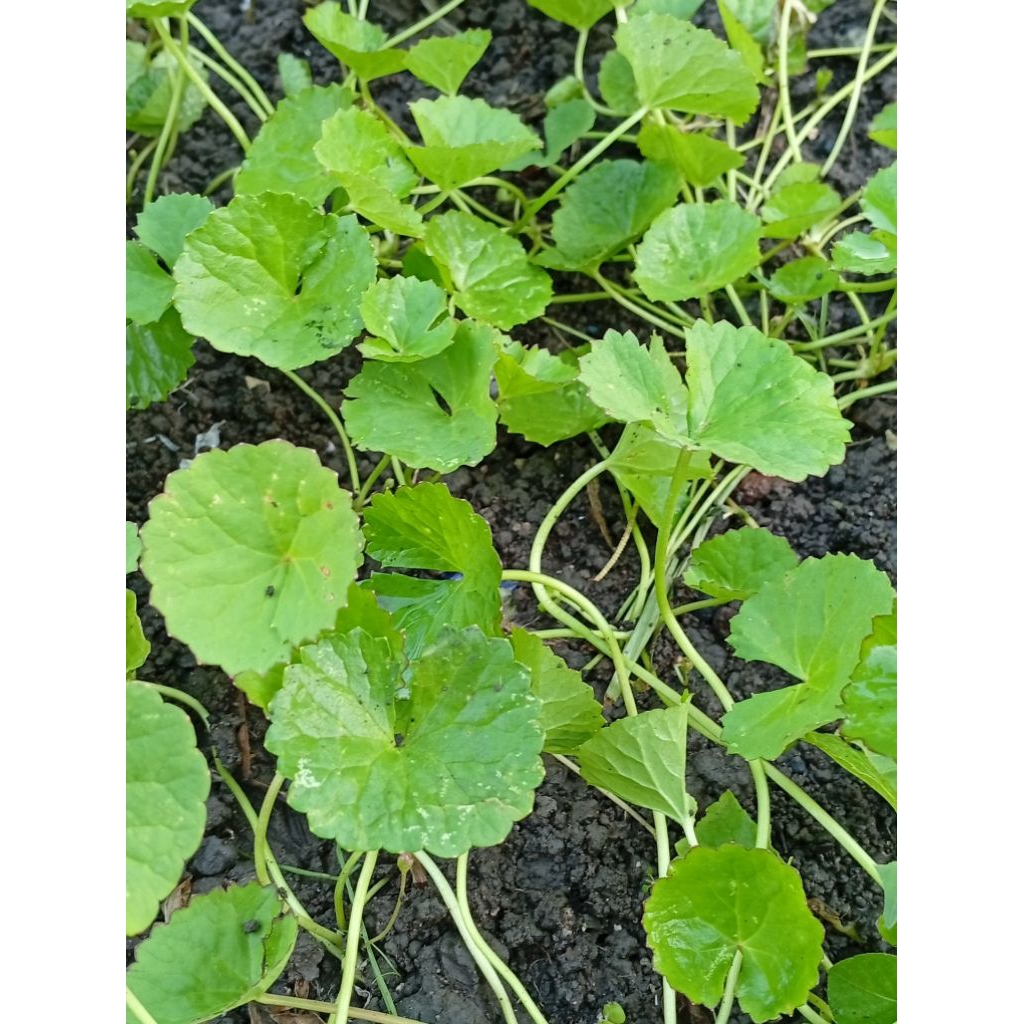 Daun Pegagan/ Gagan/Tapak Kuda