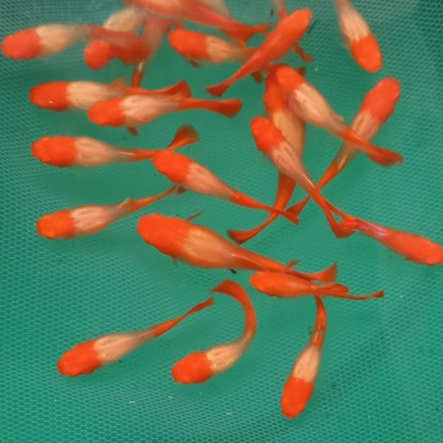 Perlengkapan Guppy Albino Koi