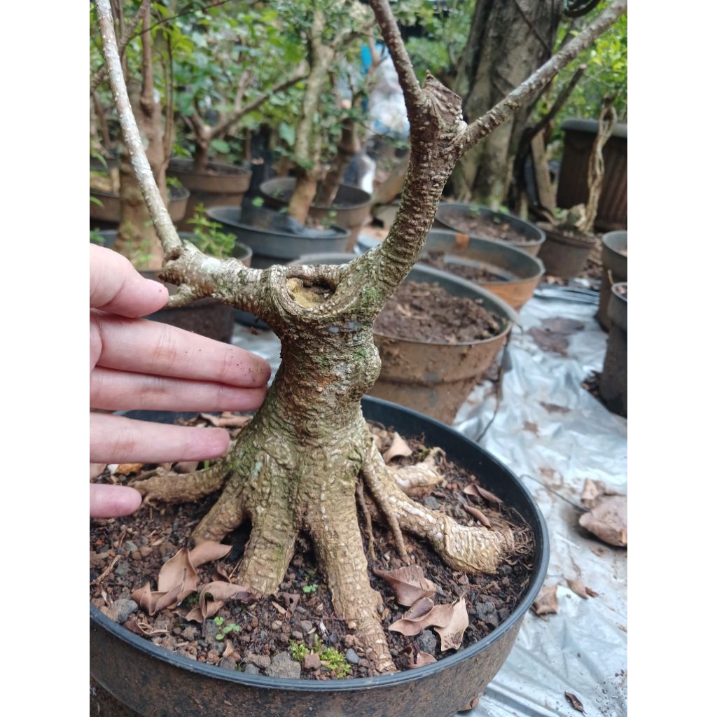 Bonsai kimeng prokar ukuran besar prospek