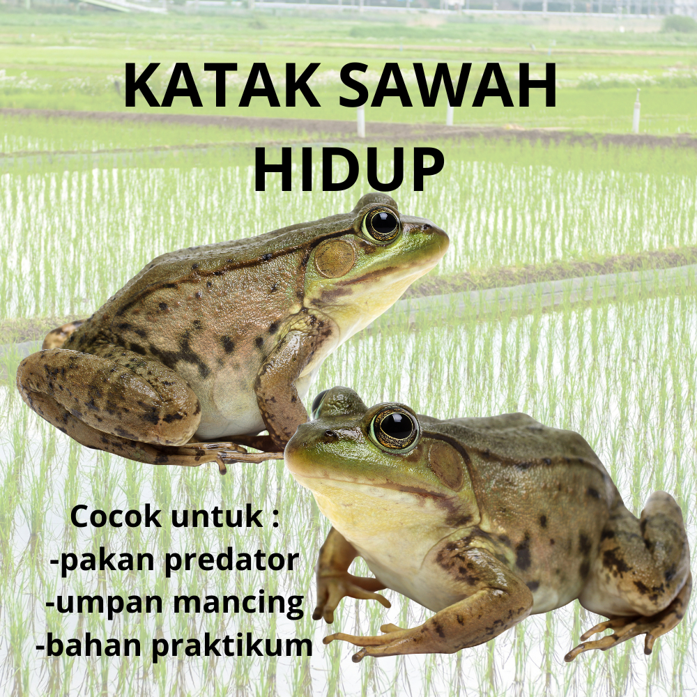 Katak Sawah Hidup || Umpan mancing Pakan Predator