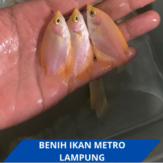 Gurami Padang 4–6 cm Isi 5 Ekor