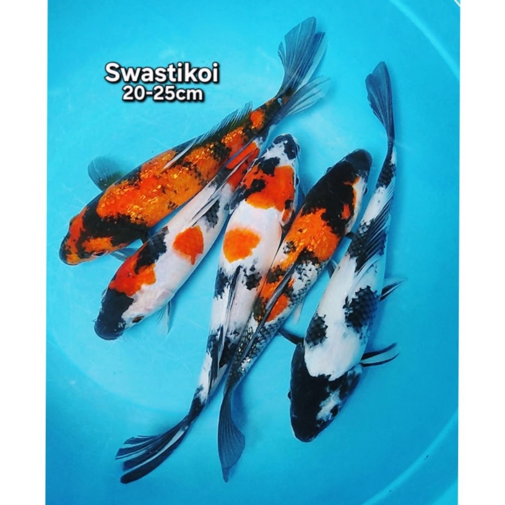 Ikan koi blitar 5 ekor bagus