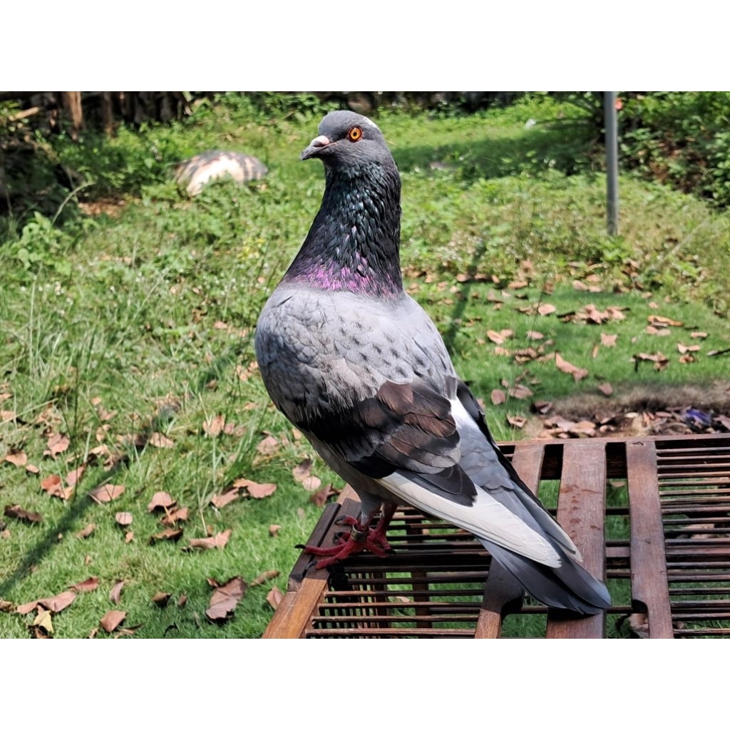 Merpati player kolong meja [ASLI‼️], SIAP UNTUK LOMBA