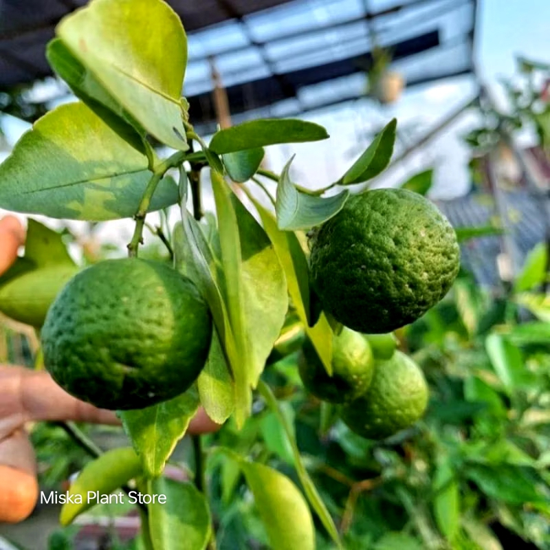 Bibit Jeruk Limau Sudah Berbuah / Bibit Jeruk Limau