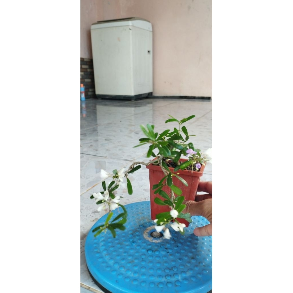 Saeng Simbur Bunga Putih